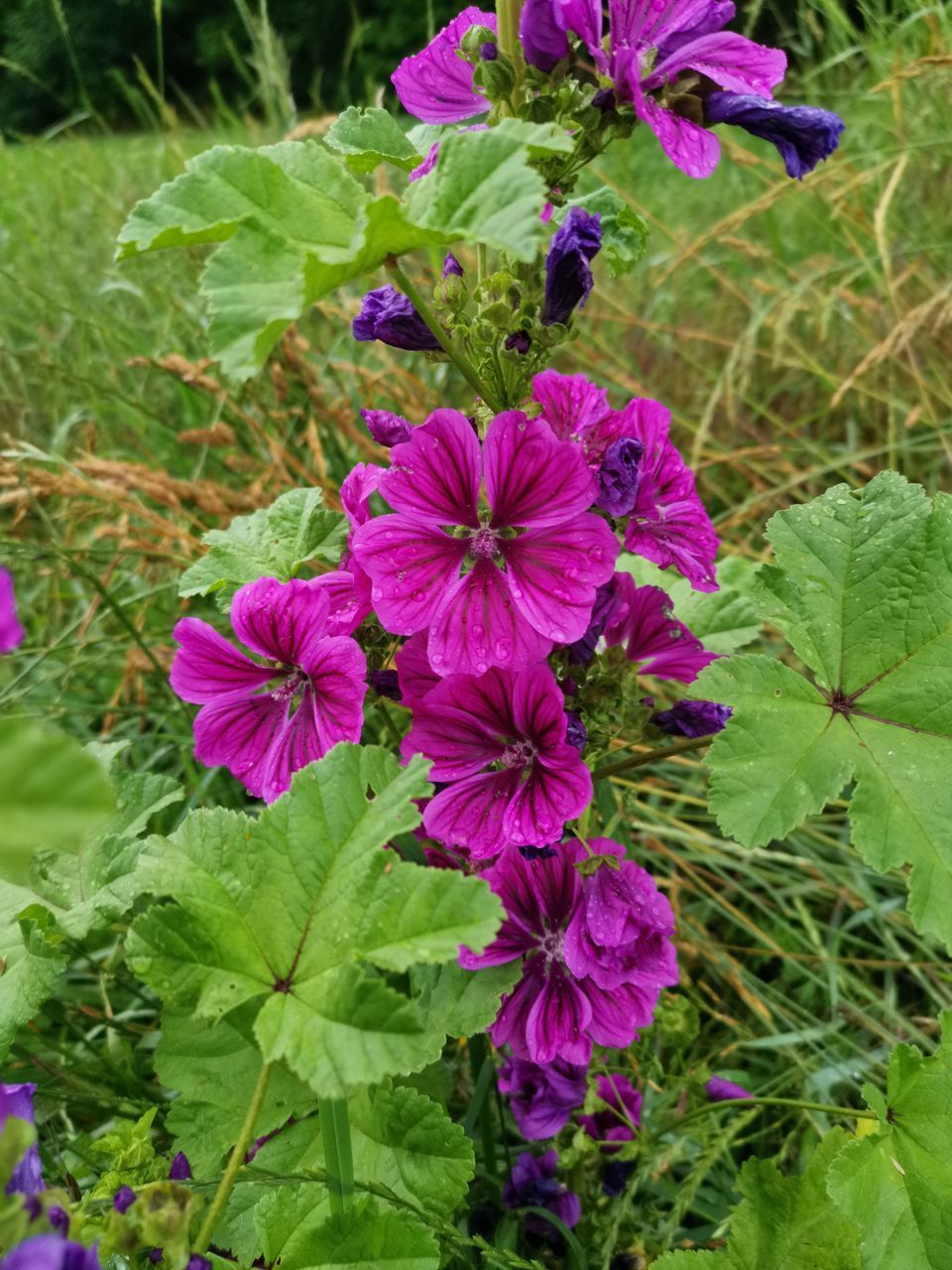 HIGH ANGLE VIEW OF PURPLE FLOWERING PLANT