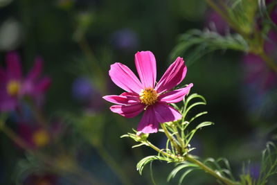 Close-up of pink flower