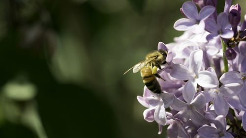 Close-up of bee perching on flower