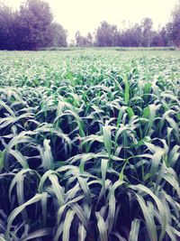 Plants growing on field