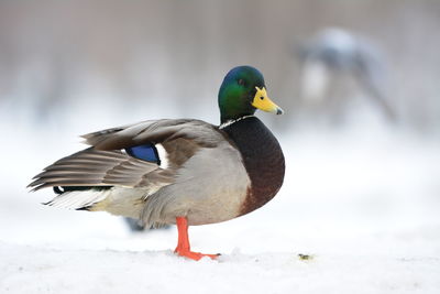 Close-up of a bird on snow