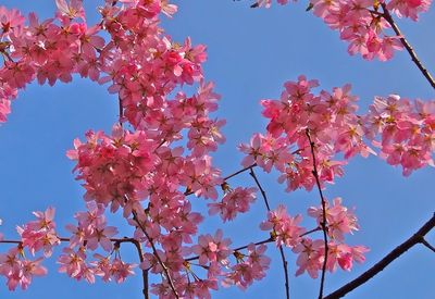 Low angle view of pink flowers