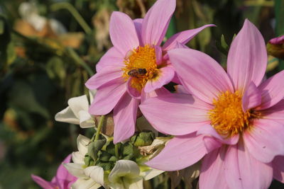 Close-up of honey bee pollinating on pink flower