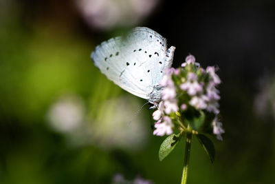 Close-up of butterfly pollinating on flower