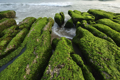 High angle view of moss on sea shore