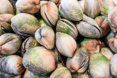 Full frame shot of clams