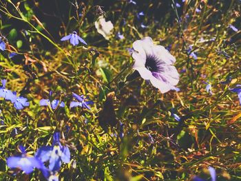 Close-up of purple flowers blooming outdoors