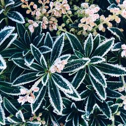 High angle view of frozen plant