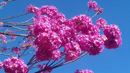 Low angle view of pink flowers