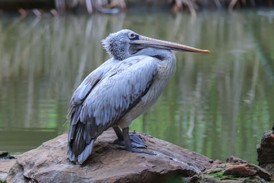 Bird perching on rock by lake