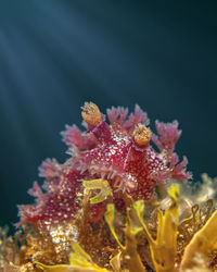 Close-up of coral in sea