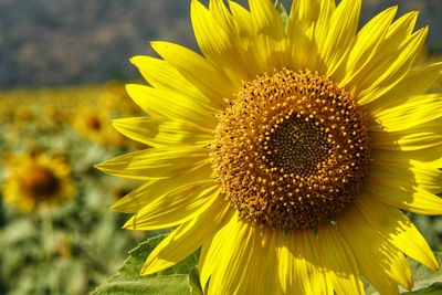 Close-up of sunflower