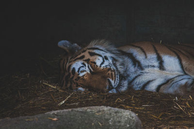 Cat lying down at night