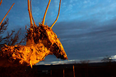 Close-up of wilted plant against sky during sunset