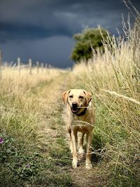 Labrador in stormy weather