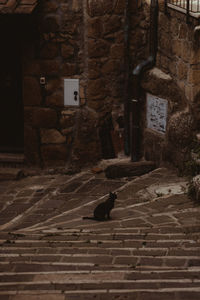 View of a bird on wall at night