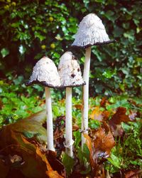 Close-up of mushroom growing in forest