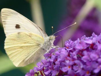 Close-up of butterfly pollinating on purple flower