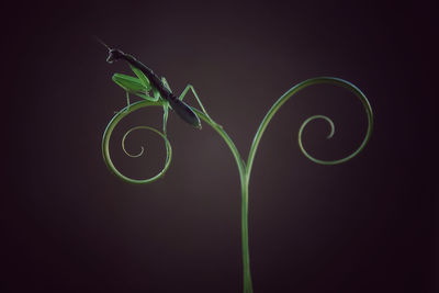 Close-up of green plant against black background