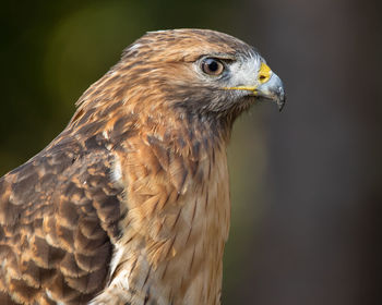 Close-up of a bird looking away