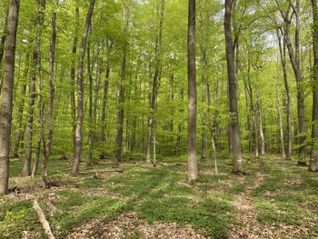 Trees growing in forest