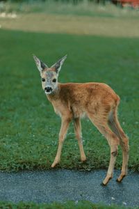 Portrait of giraffe standing on land