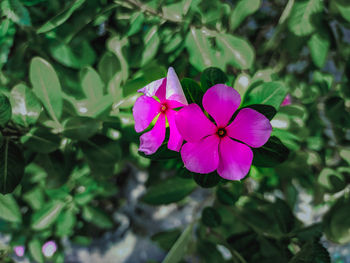 Close-up of pink flowering plant