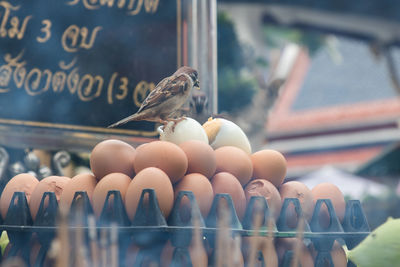 Egg offerings