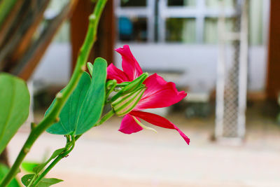 Close-up of red flowering plant