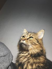 Portrait of cat sitting