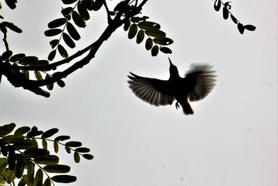 Low angle view of birds flying against clear sky
