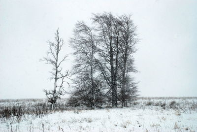 Trees on field against clear sky during winter