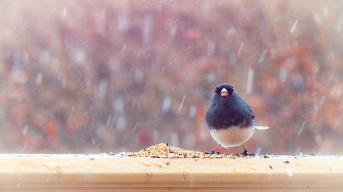 Close-up of bird perching on snow