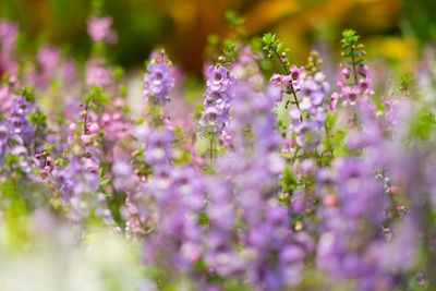 Close-up of purple flowering plants on field