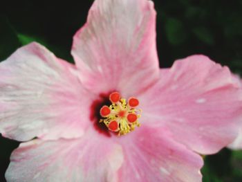 Close-up of pink flower