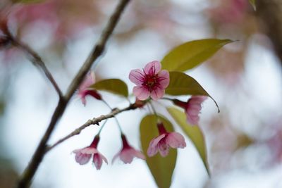 Close-up of pink cherry blossoms