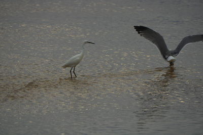 Seagulls flying over beach