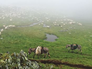 Donkeys and flock of sheep on field during foggy weather