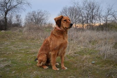 Dog standing on grassy field