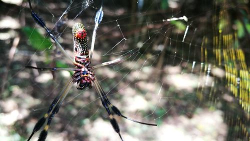 Close-up of spider on web