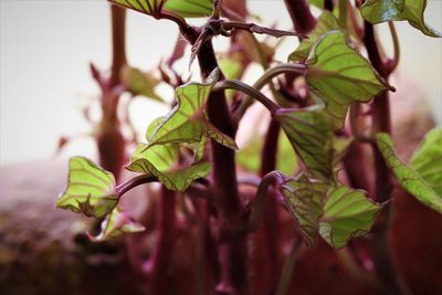 Close-up of pink flowering plant leaves