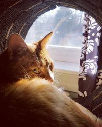 Close-up of a cat looking through window