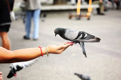 Close-up of hand feeding pigeon