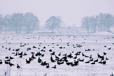 Flock of birds in snow covered field