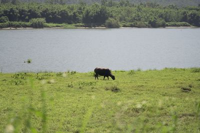 Cow by a river