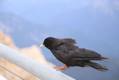 Close-up of bird perching on railing against sky