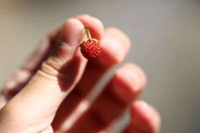 Close-up of human hand holding strawberry