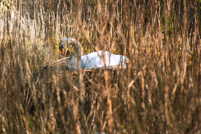View of a horse on field