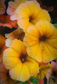 Close-up of yellow flower