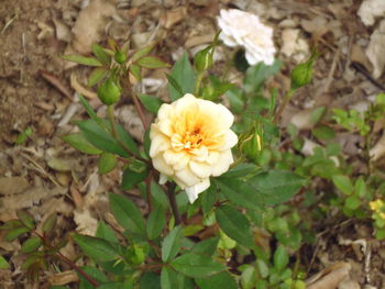 Close-up of flower blooming outdoors